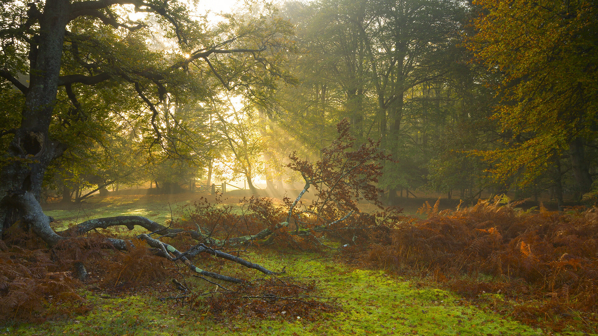 纽约自由人客场表现稳定，纽约自由人比赛