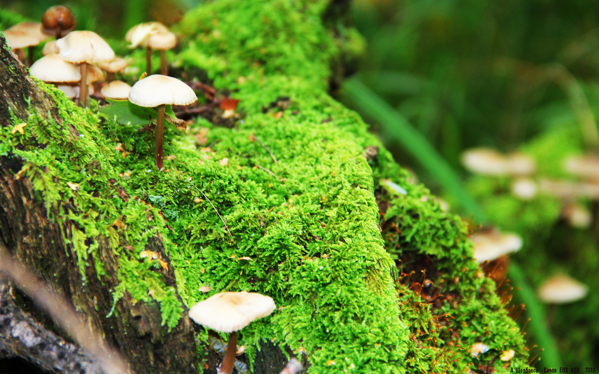 星空体育在线官网-雷霆完封步行者，全明星赛前哨战中亚历山大三分雨不断，雷霆队亚历山大百度百科