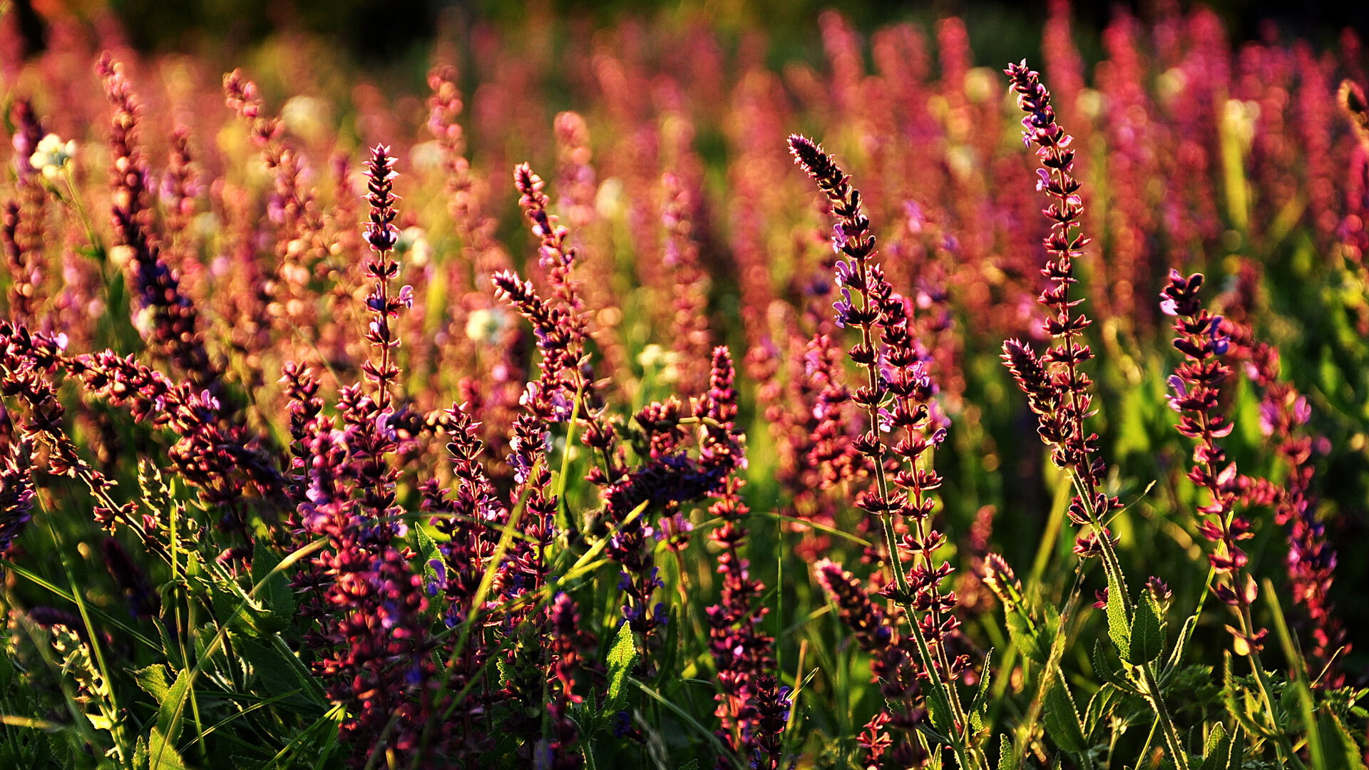 星空体育官网下载-黄蜂队连续攻防转换效率创赛季新高，黄蜂队价值