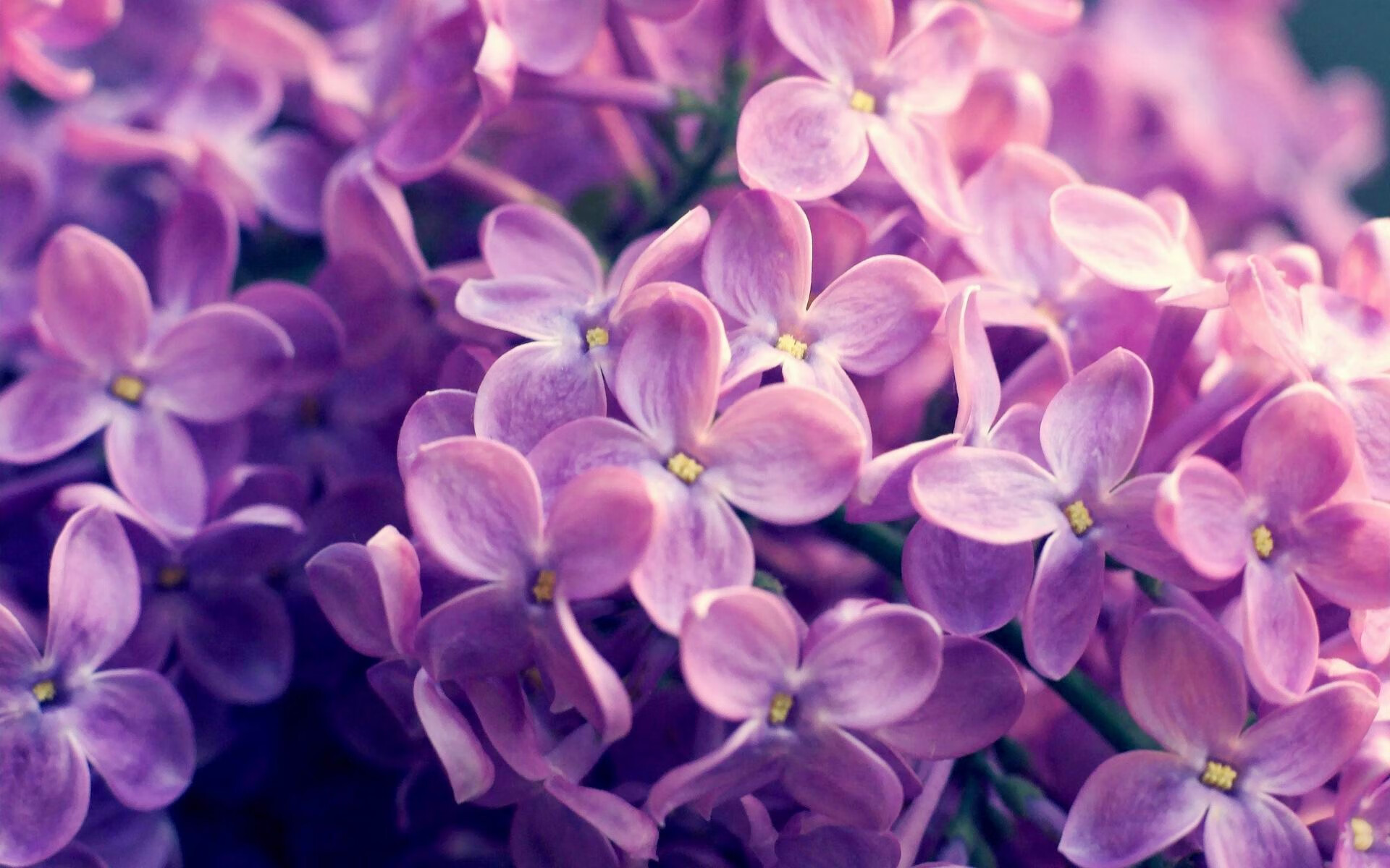 凯蒂·莱德基800米自由泳赛场魅力四射,莱德基自由泳水下全镜头